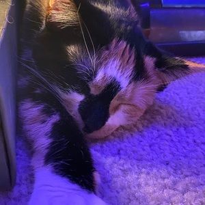 Meet your Posher, Heidy